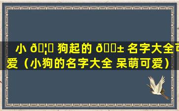 小 🦄 狗起的 🐱 名字大全可爱（小狗的名字大全 呆萌可爱）